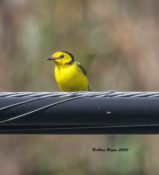 Hooded Warbler on Knott's Island, NC