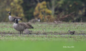 Hudsonian Godwits in eastern Henrico County, VA