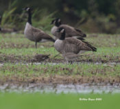 Hudsonian Godwits in eastern Henrico County, VA