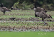 Hudsonian Godwits in eastern Henrico County, VA