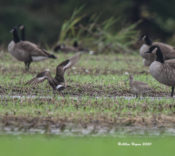 Hudsonian Godwits in eastern Henrico County, VA