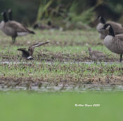 Hudsonian Godwits in eastern Henrico County, VA