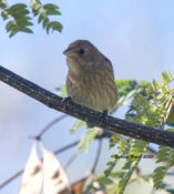 Indigo Bunting in Charles City County, VA