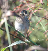 Lincoln's Sparrow in Charles City County, VA