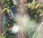 Lincoln's Sparrow in Charles City County, VA