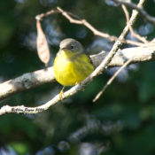 Magnolia Warbler in Charles City County, VA