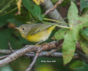 Nashville Warbler McKay Island NWR, NC