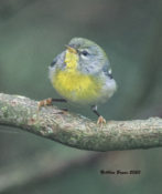 Northern Parula in the City of Hopewell, VA