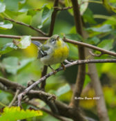 Northern Parula in the City of Hopewell, VA