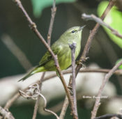 Orange-crowned Warbler in the City of Hopewell, VA