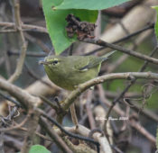 Continuing Orange-crowned Warbler in Hopewell, VA