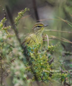 Palm Warbler in Charles City County, VA