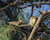 Pine Siskin at McKay Island NWR, NC