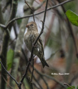 Pine Siskin in eastern Henrico County, VA