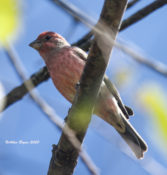 Purple Finch in Goochland County, VA