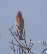 Purple Finch (male) in Goochland County, VA