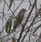 Purple Finch in eastern Henrico County, VA