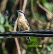 Red-breasted Nuthatch in Virginia Beach, VA