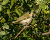 Red-eyed Vireo at City Point, Hopewell, VA