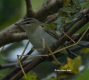 Red-eyed Vireo in the city of Hopewell, VA