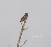 Red-tailed Hawk (albieticola) in Charles City County, VA