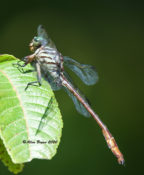 Russet-tipped Clubtail in Goochland County, VA