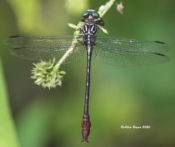 Russet-tipped Clubtail (male) in Goochland County, VA