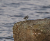 Spotted Sandpiper at West Point, VA