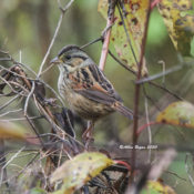 Swamp Sparrow in Charles City County, VA