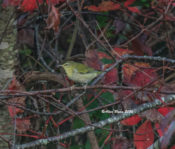 Tennessee Warbler in West Point, VA