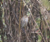 Immature White-crowned Sparrow in Charles City County, VA