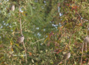 White-crowned Sparrows (adult) in Charles City County, VA