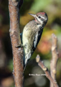 Yellow-bellied Sapsucker (immature) in Goochland County, VA