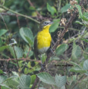 Yellow-breasted Chat in Charles City County, VA