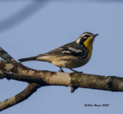 Yellow-throated Warbler in Goochland County, VA