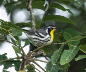 Yellow-throated Warbler at Tucker Park in Goochland County, VA