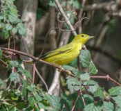 Yellow Warbler in Virginia Beach, Va.