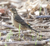 American Pipit in King William County, VA