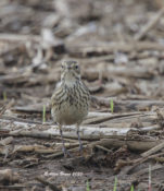 American Pipit in King William County, VA