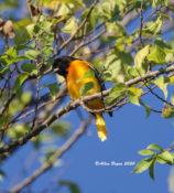 Baltimore Oriole in the City of Hopewell, VA