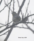 Baltimore Oriole obscured by fog in Hopewell, VA