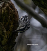 Black and White Warbler in Richmond, Va