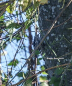 Black-and-White Warbler in Charles City County, VA