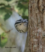 Black-and-White Warbler in eastern Henrico County, VA