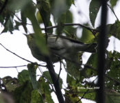 Blackpoll Warbler in Richmond, Va