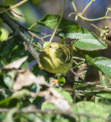 Blackpoll Warbler in the City of Hopewell, VA