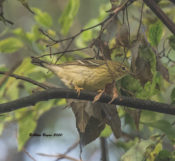 Blackpoll Warbler, one of three, in Hopewell, VA