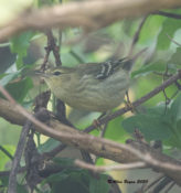 One of two Blackpoll Warblers that continue in Hopewell, VA