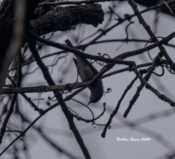 Blue-gray Gnatcatcher in Richmond, VA