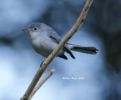 Blue-gray Gnatcatcher in the City of Hopewell, VA